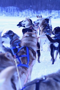 dogsled4